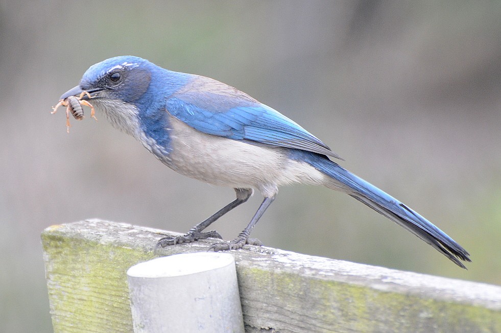 California Scrub-Jay - Michael Rieser