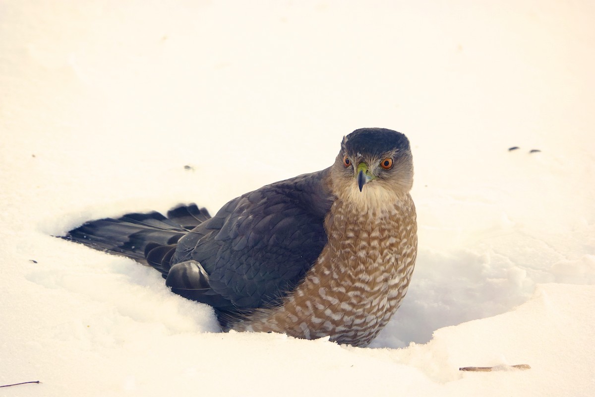 Cooper's Hawk - André Beaulieu