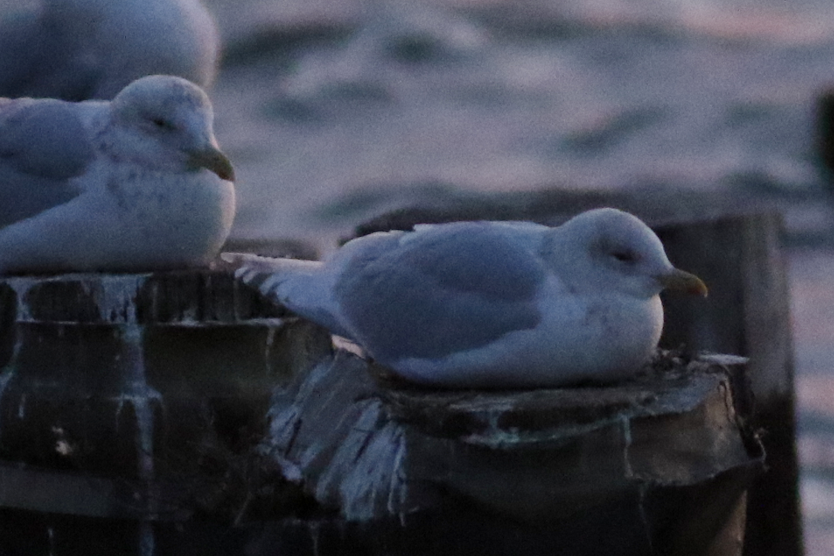 Iceland Gull - ML202303181