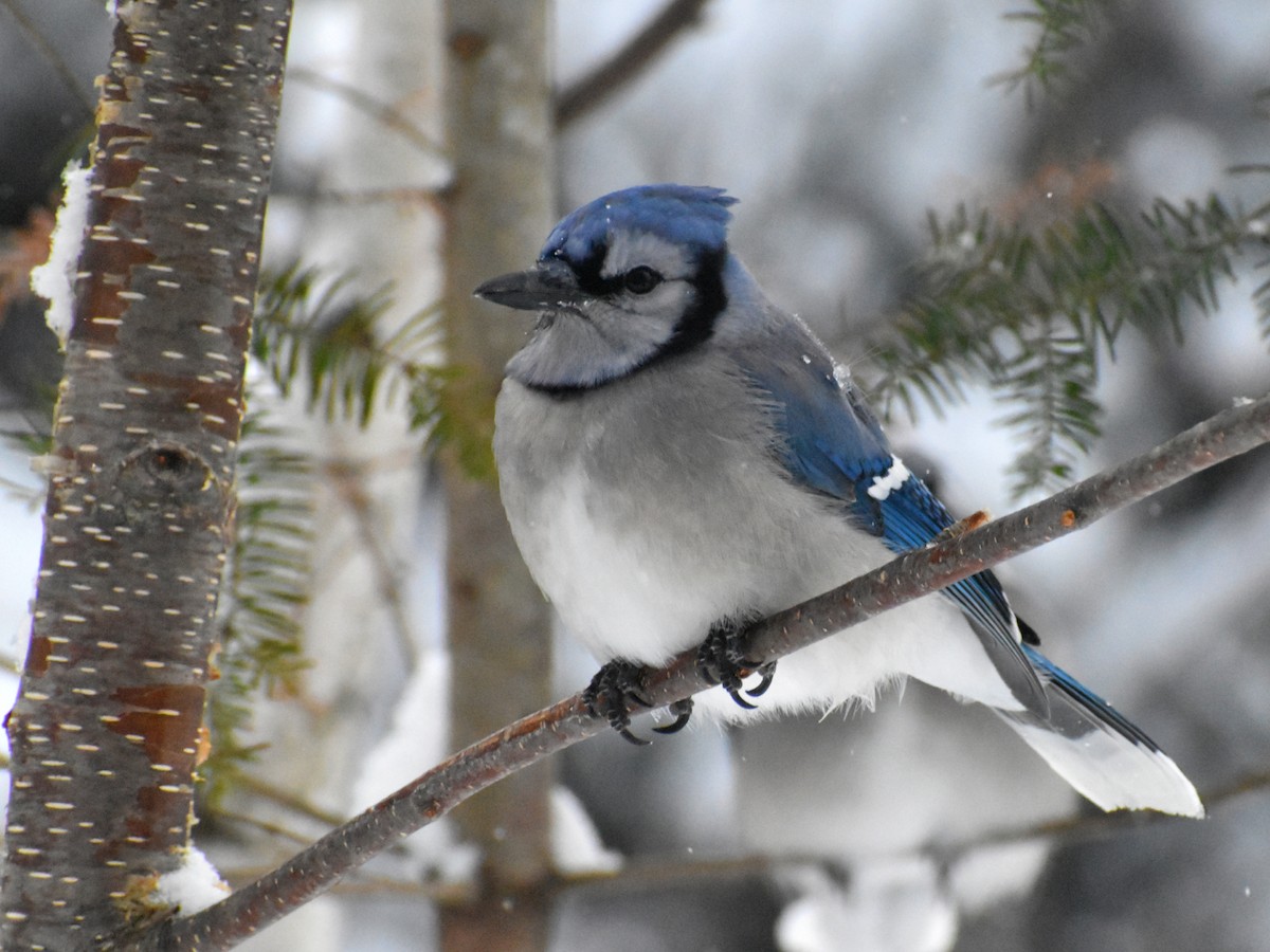 Blue Jay - Joseph Dougherty