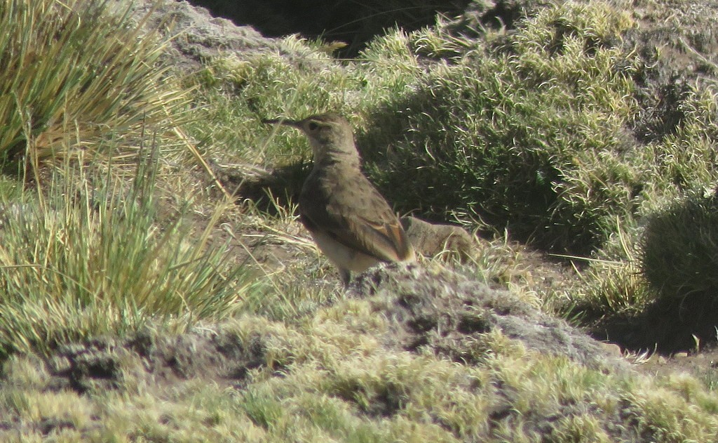 Slender-billed Miner - ML202305221