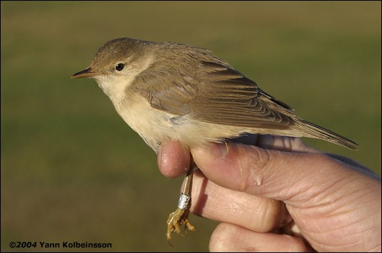 Marsh Warbler - ML20230561