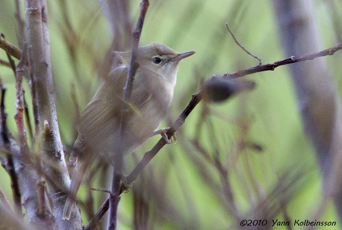 Blyth's Reed Warbler - ML20230621