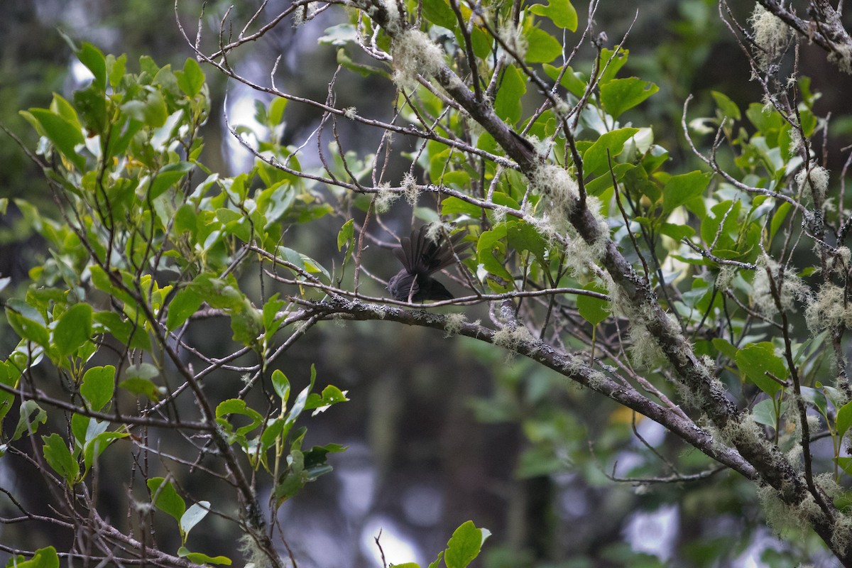 New Zealand Fantail - ML202306221