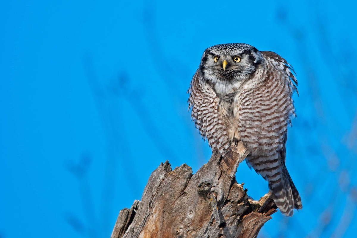 Northern Hawk Owl - ML202306311