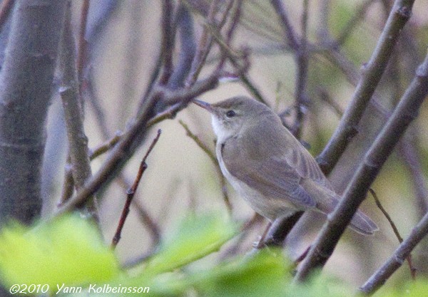 Blyth's Reed Warbler - Yann Kolbeinsson