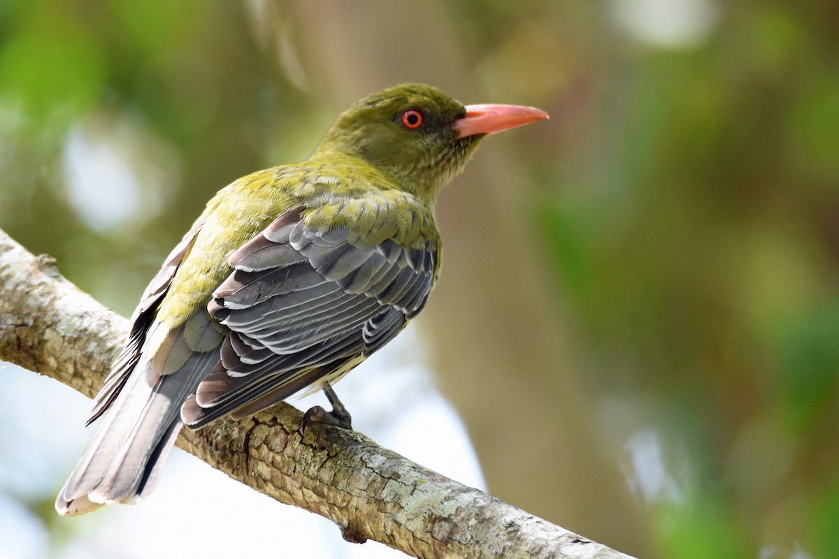 Olive-backed Oriole - Peter & Shelly Watts