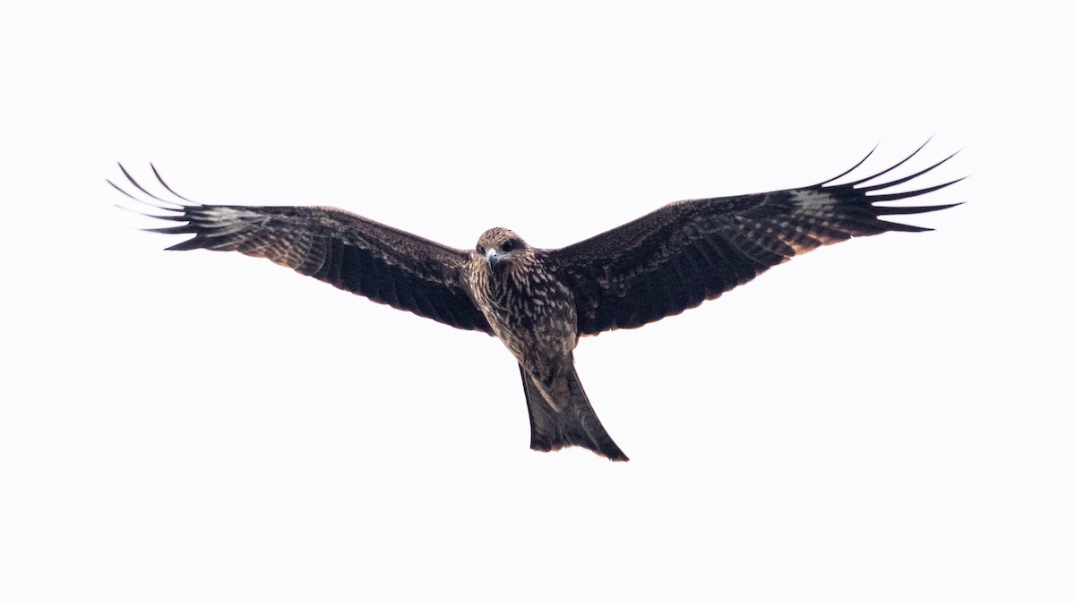 Black Kite - Darren Hsu