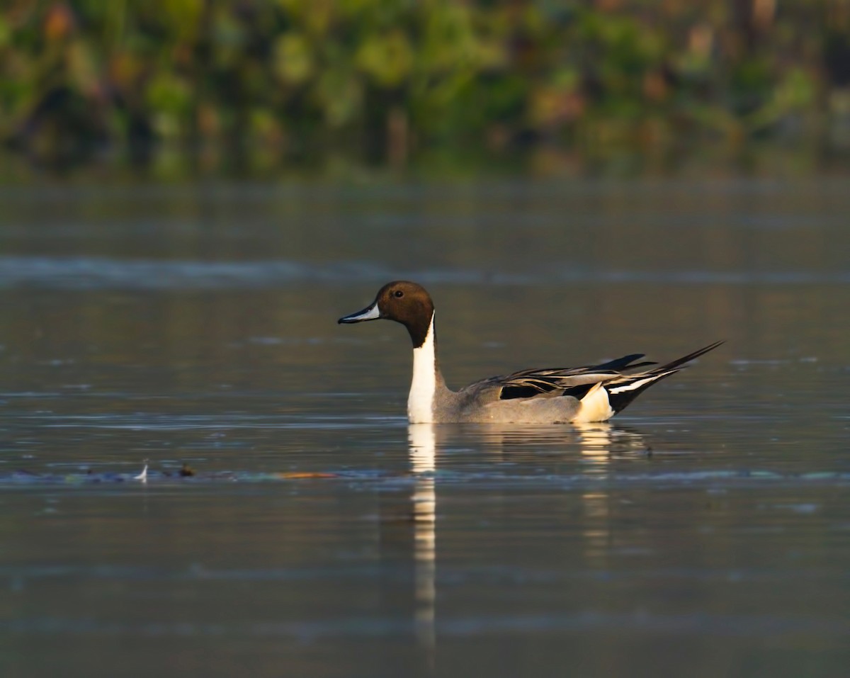 Northern Pintail - ML202308631