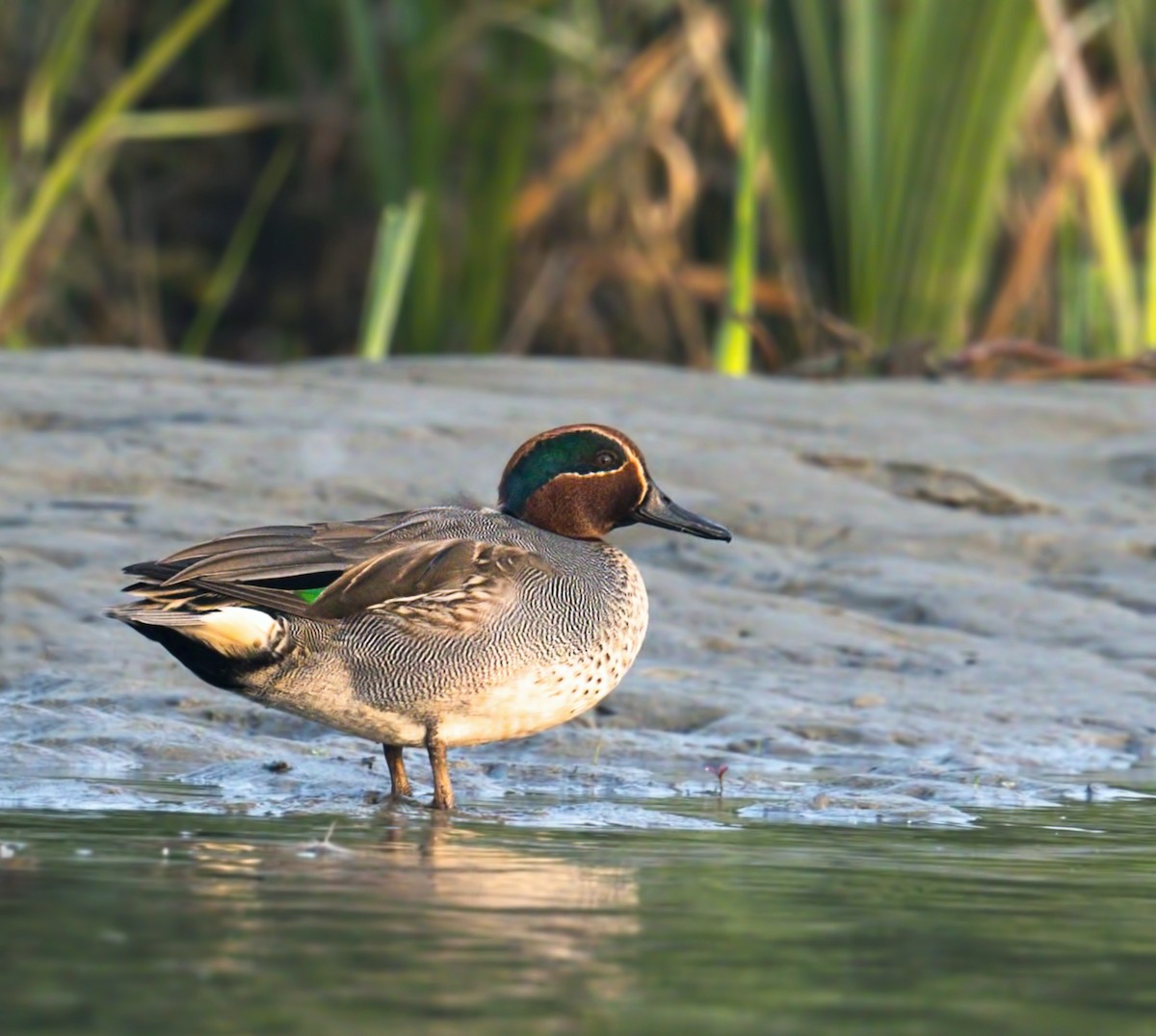 Green-winged Teal - ML202308641