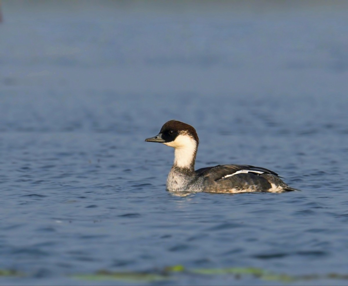 Smew - Harish Thangaraj