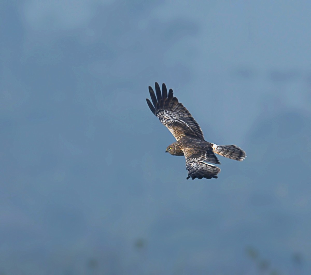 Eastern Marsh Harrier - ML202309301