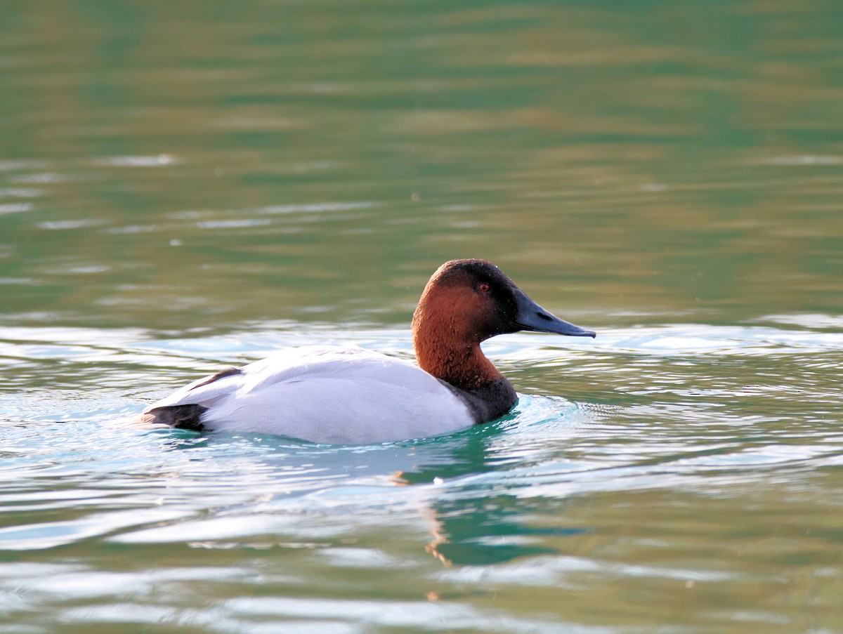 Canvasback - ML202309451