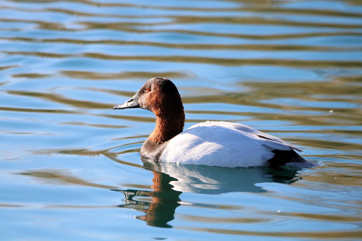 Canvasback - ML202309491