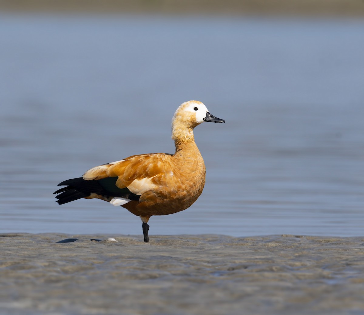 Ruddy Shelduck - ML202310251