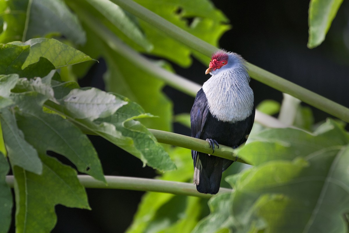 Seychelles Blue-Pigeon - ML202311161