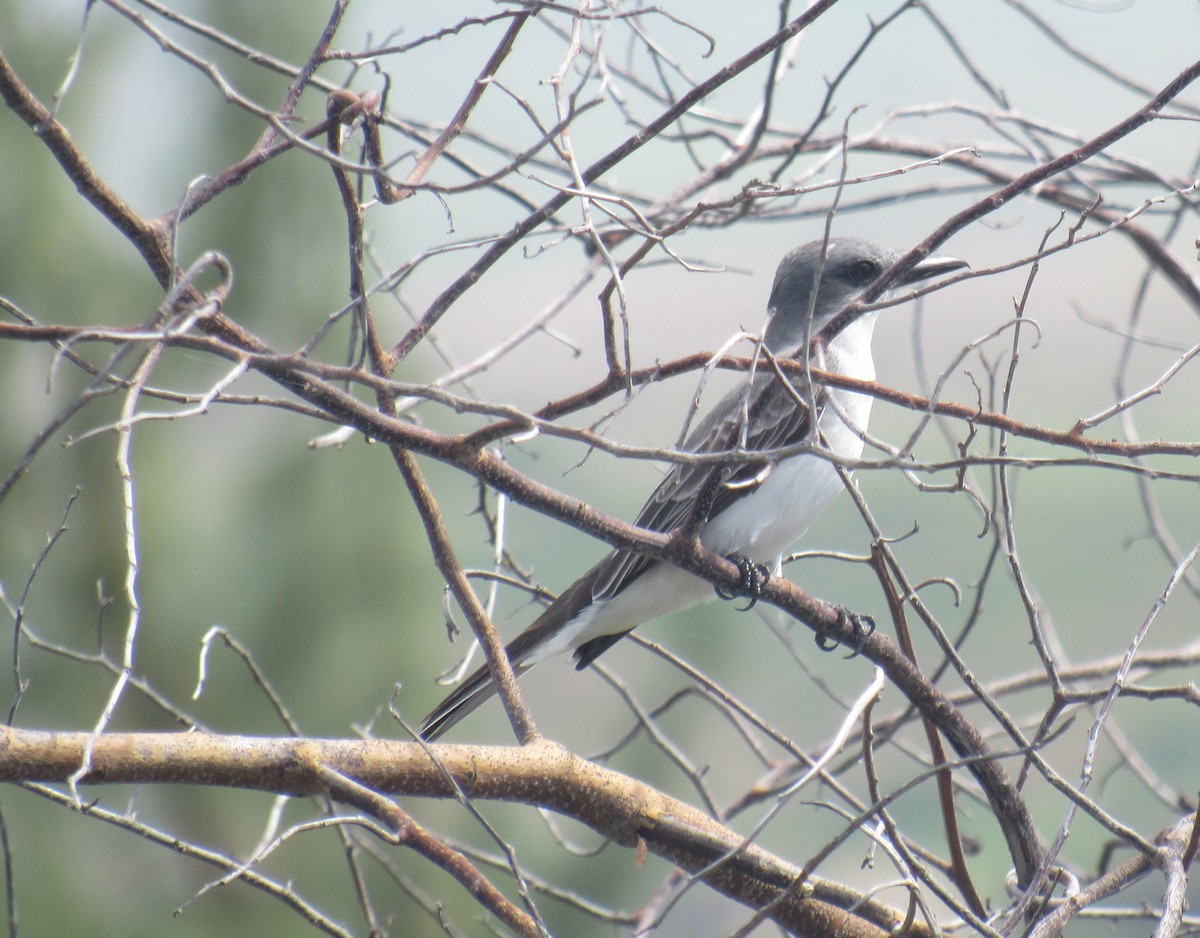 Gray Kingbird - Brett Bohnert