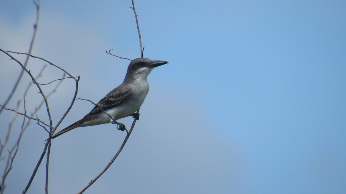 Gray Kingbird - ML202312371