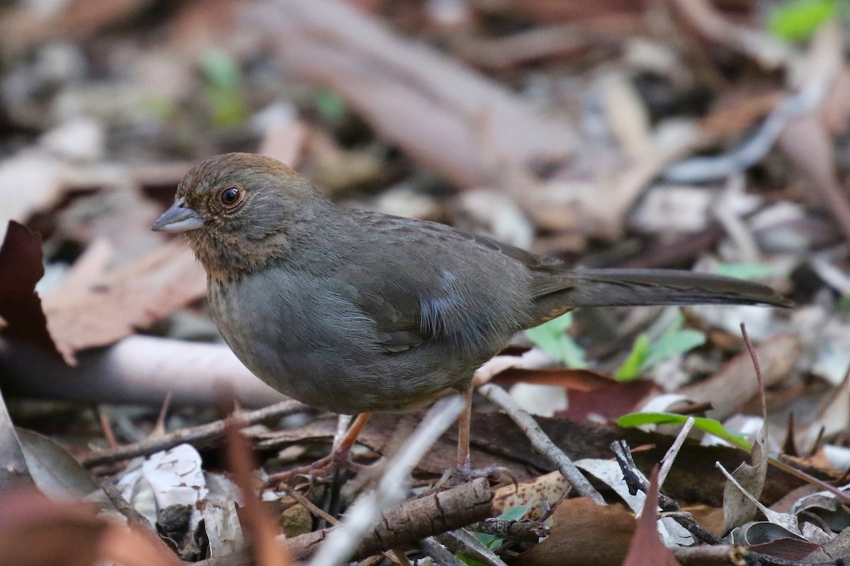California Towhee - Victor Stoll
