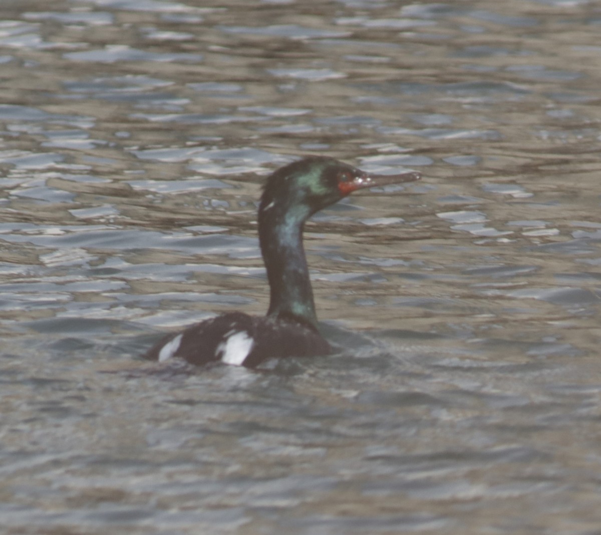 Cormorán Pelágico - ML202312861