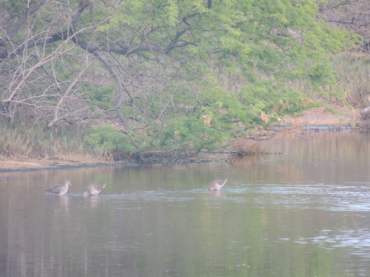 Long-billed Dowitcher - ML202313531