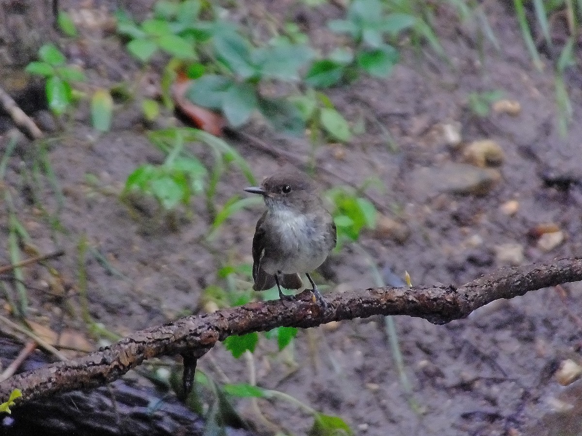 Eastern Phoebe - ML20231551