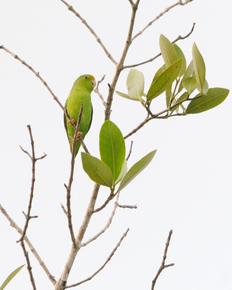 Yeşil Sokumlu Serçe Papağanı - ML202315811