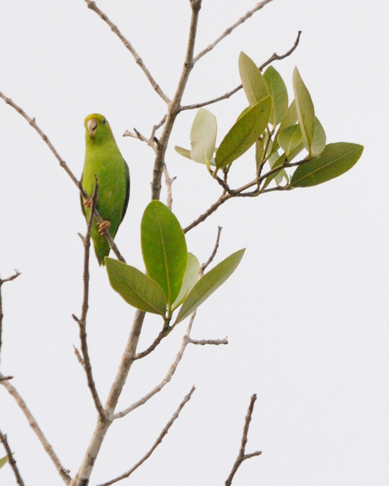 Yeşil Sokumlu Serçe Papağanı - ML202315831