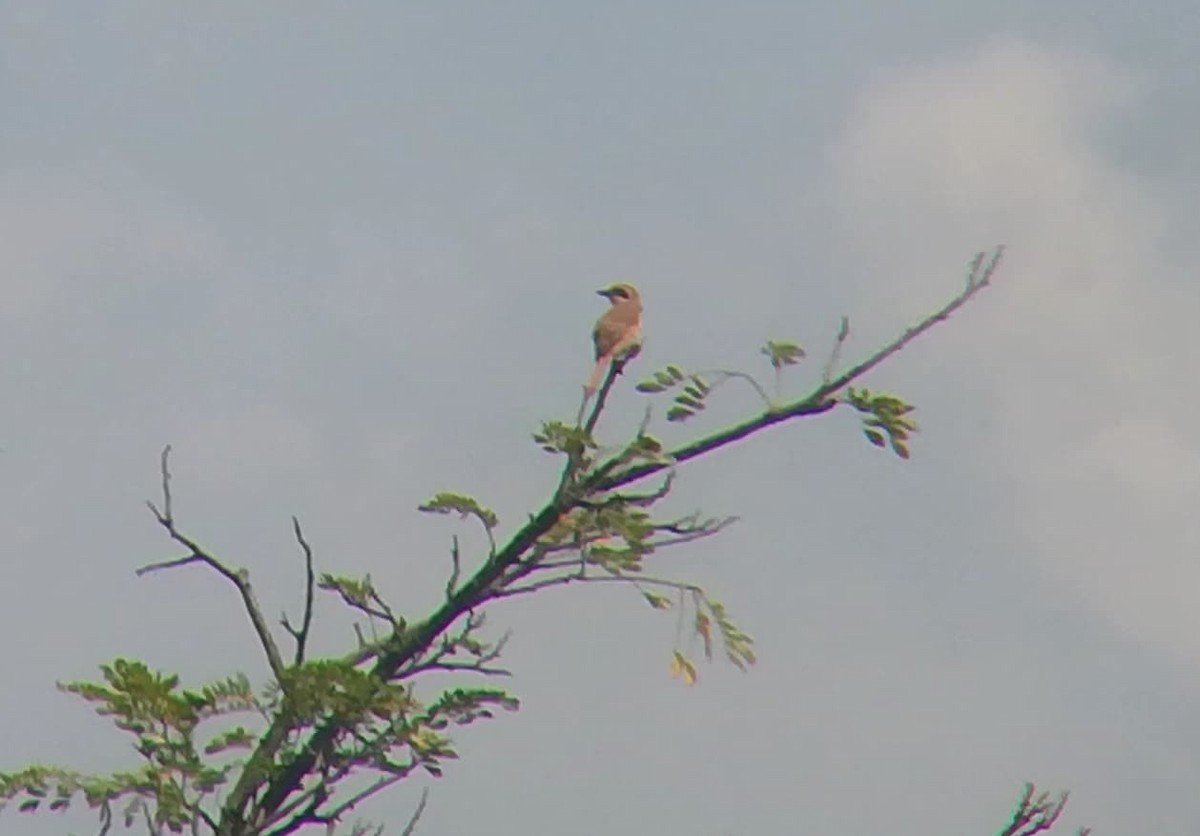 Brown Shrike - ML202316401