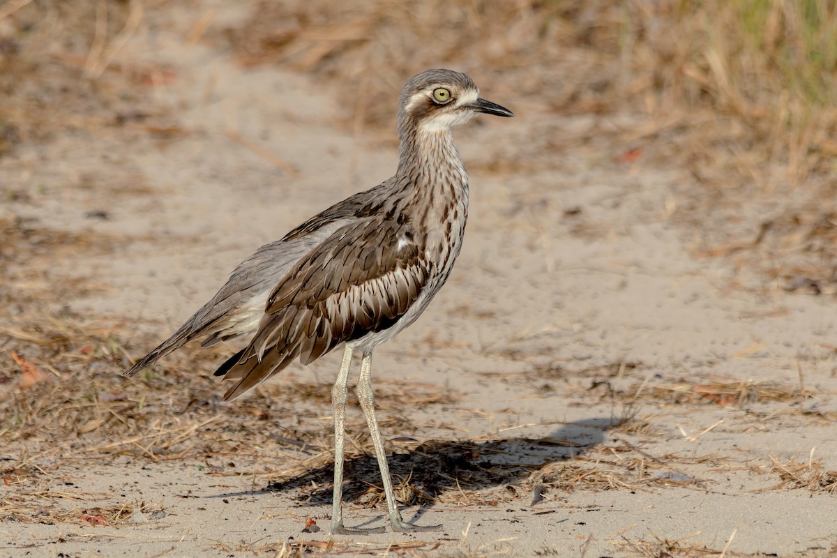 Bush Thick-knee - Andrew Allen