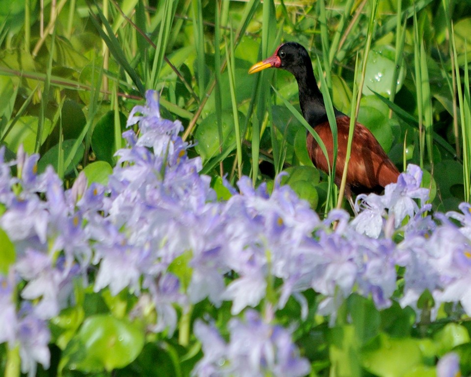 Wattled Jacana - ML202316591