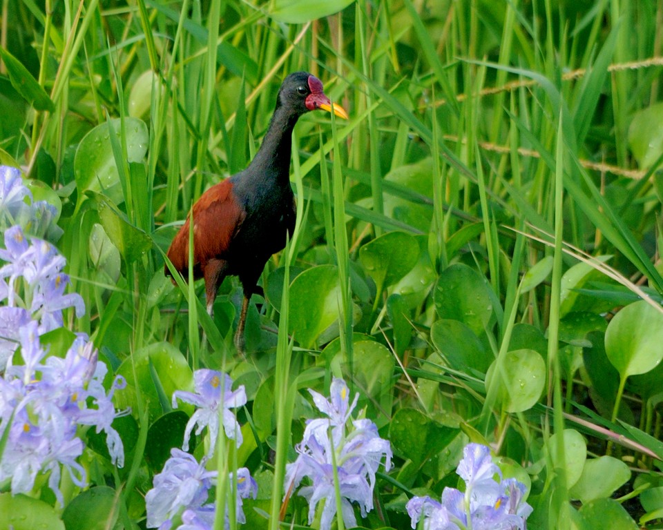 Wattled Jacana - ML202316611