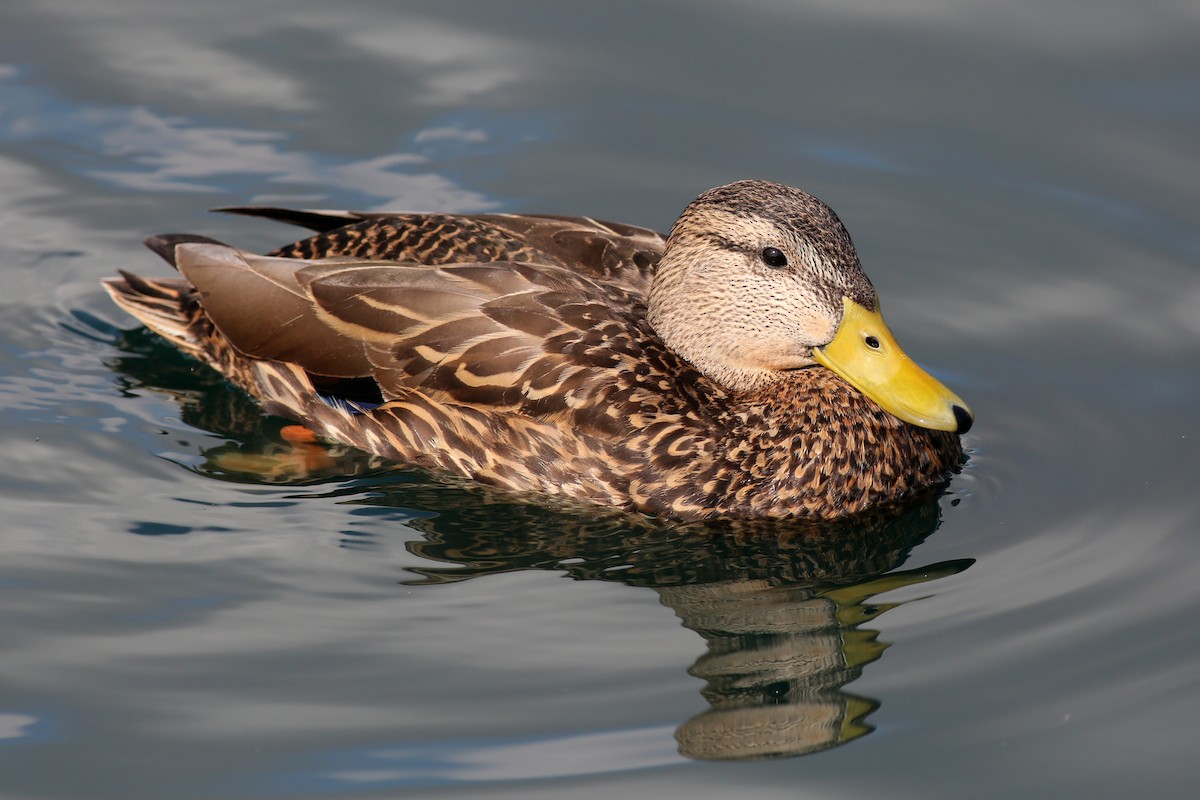 Mexican Duck - Marceline VandeWater