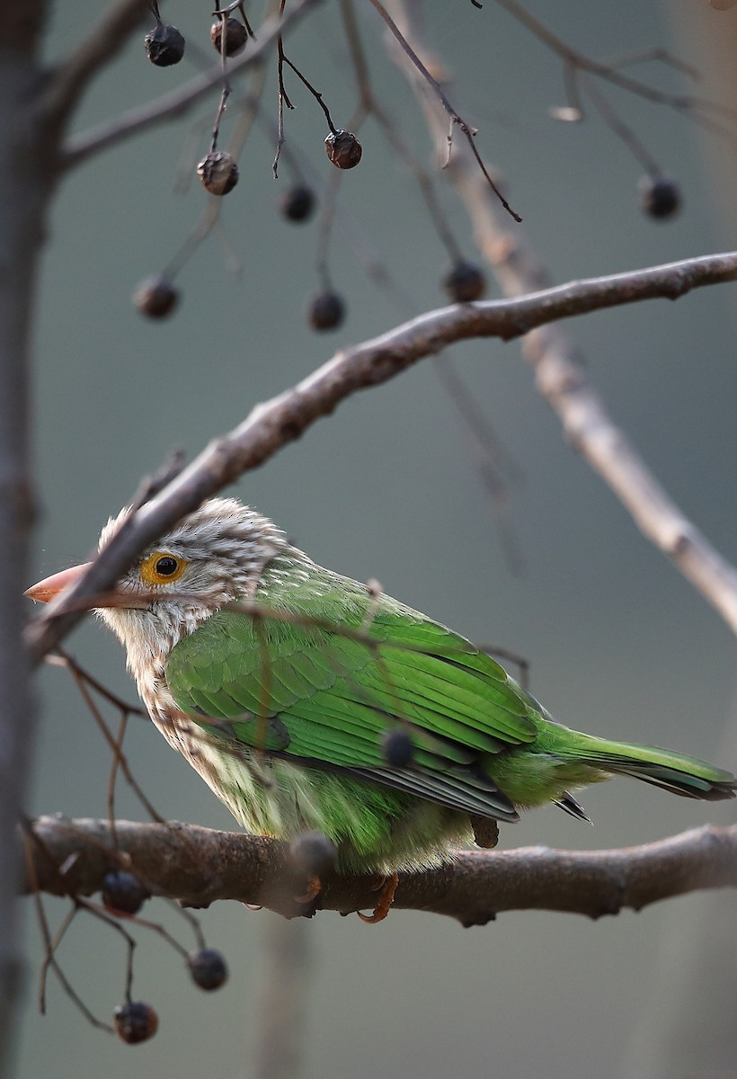 Lineated Barbet - Vinit Bajpai