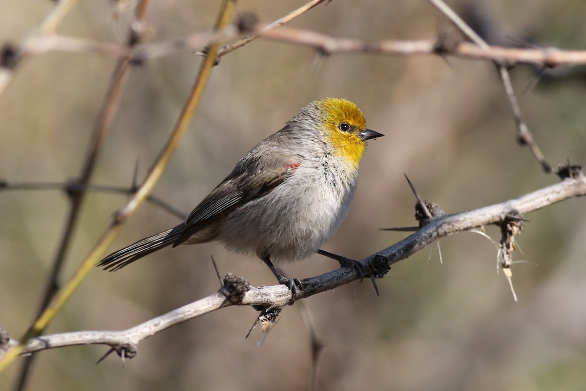 Verdin - Marceline VandeWater