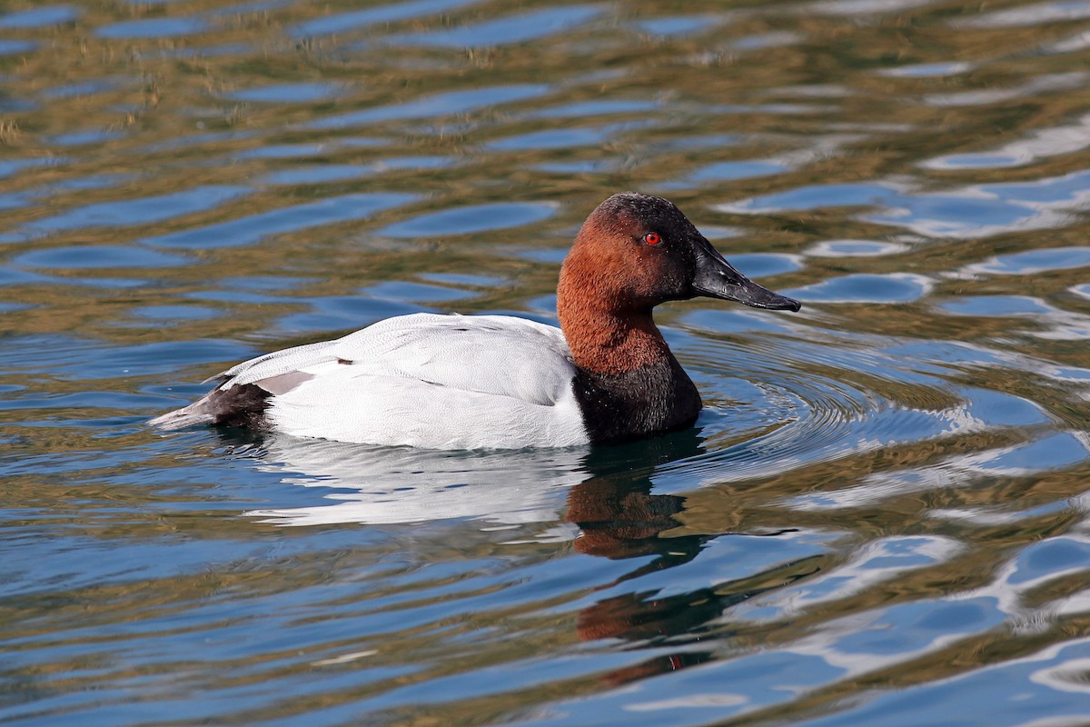 Canvasback - ML202317441