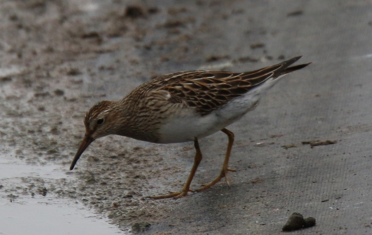 Pectoral Sandpiper - Jim Stasz