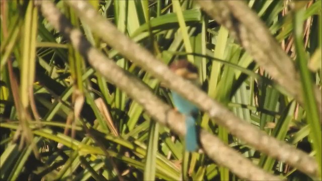 Stork-billed Kingfisher - ML202320891