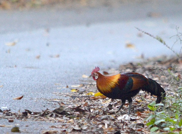 Red Junglefowl - Choy Wai Mun