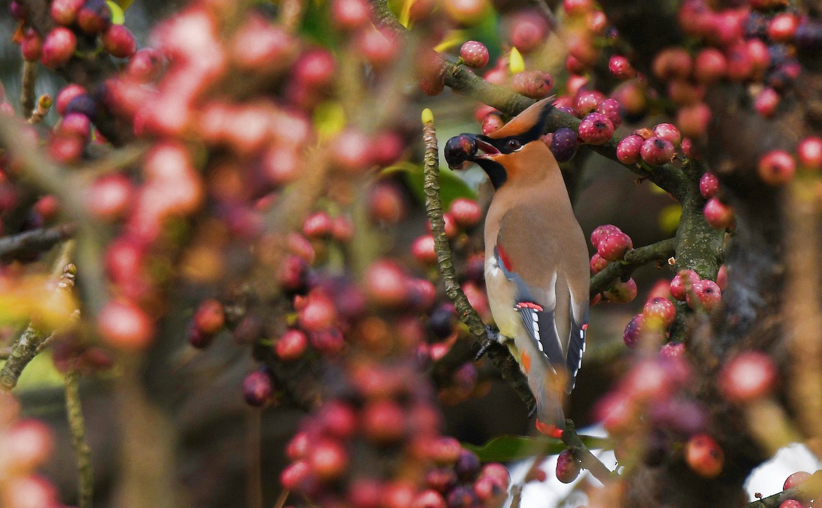 Japanese Waxwing - Camake Chen