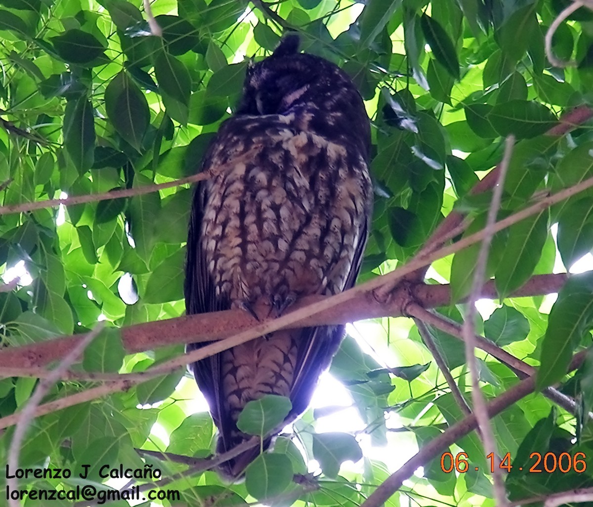 Stygian Owl - Lorenzo Calcaño