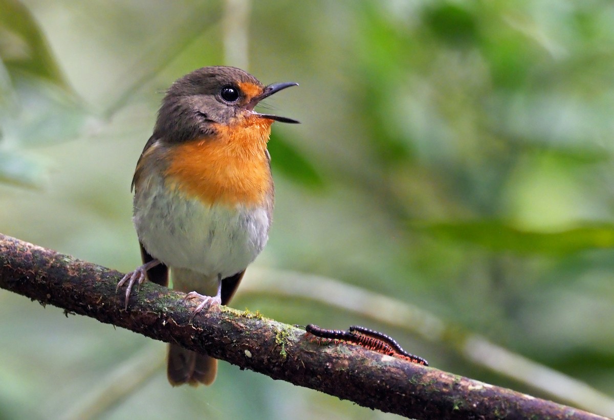 Lompobattang Flycatcher - Andrew Spencer