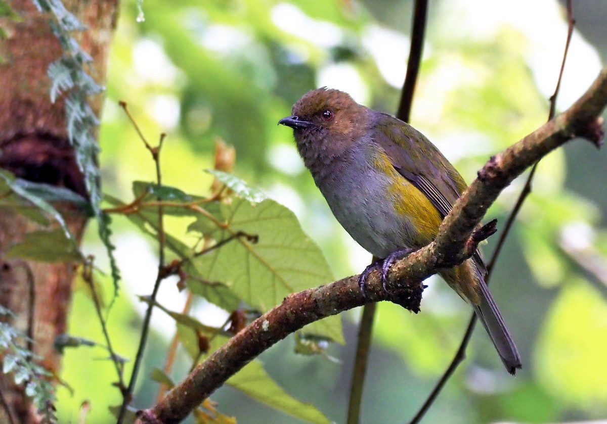 ミドリモズヒタキ（bonensis） - ML202323631