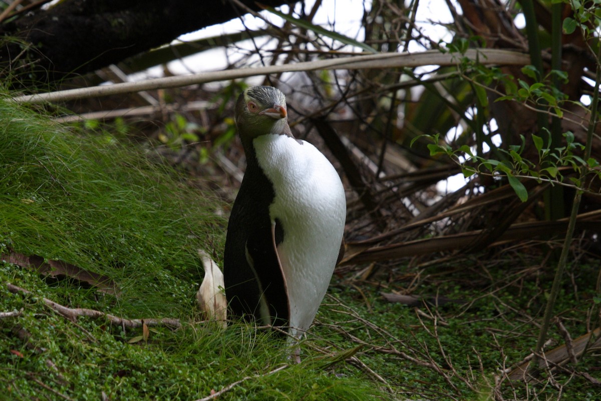 Yellow-eyed Penguin - ML202324951