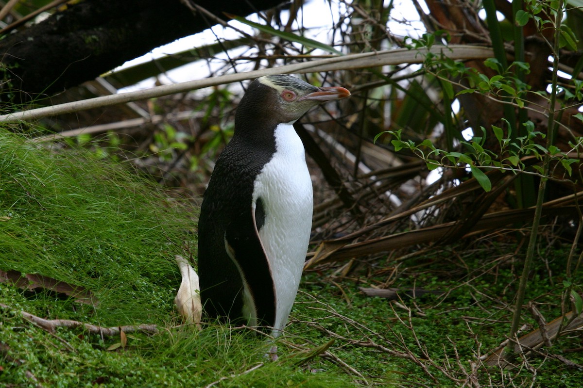 Yellow-eyed Penguin - ML202324971