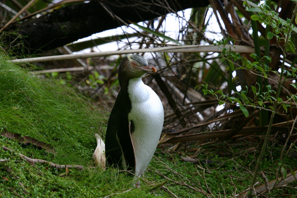 Yellow-eyed Penguin - ML202324991