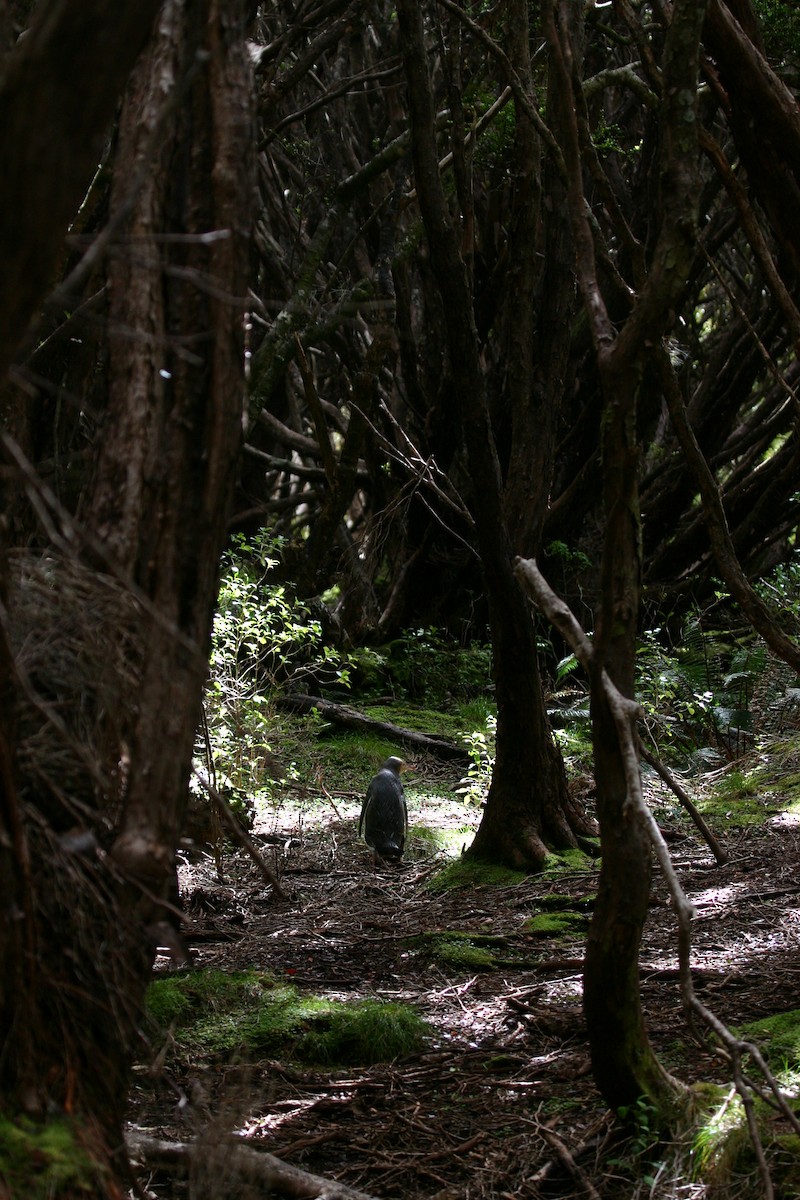 Yellow-eyed Penguin - ML202325021