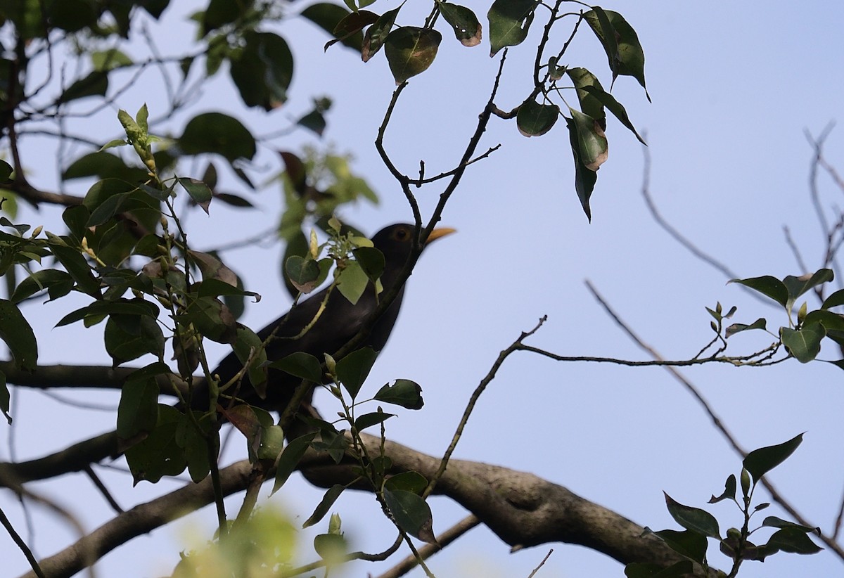 Chinese Blackbird - ML202326651