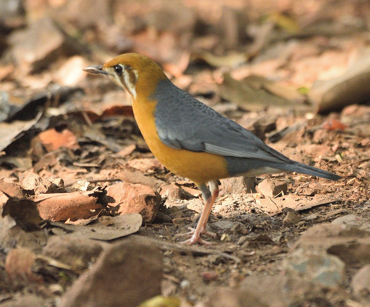 Orange-headed Thrush - Arun Prabhu