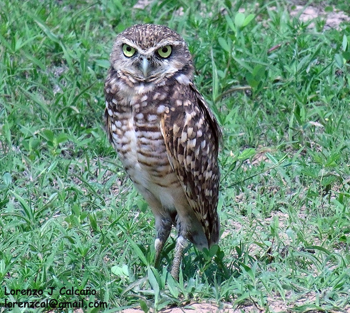 Burrowing Owl - ML202326811